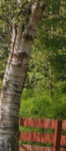 tree2881_zoom