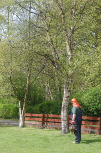 tree2882