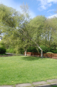 tree2898