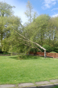 tree2899