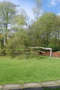 tree2900